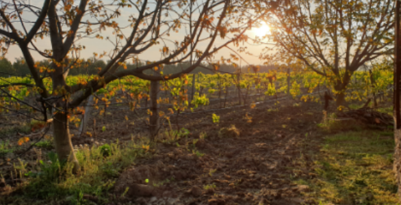 Polikültür Uygulamaları